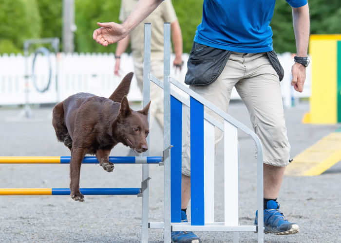 agility dog parks in America