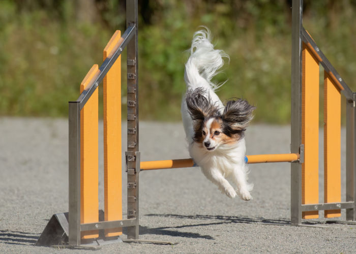 agility dog parks in the US 