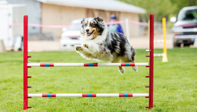 agility dog parks in the US