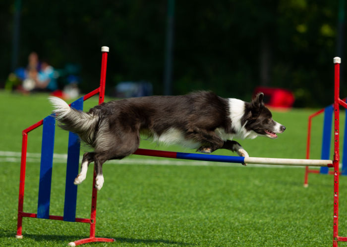 agility dog parks in the US with agility equipment