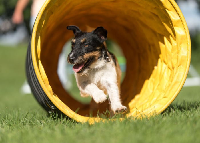 agility training in agility dog parks in the US