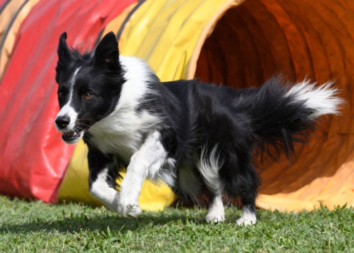 agility tunnel in agility dog parks