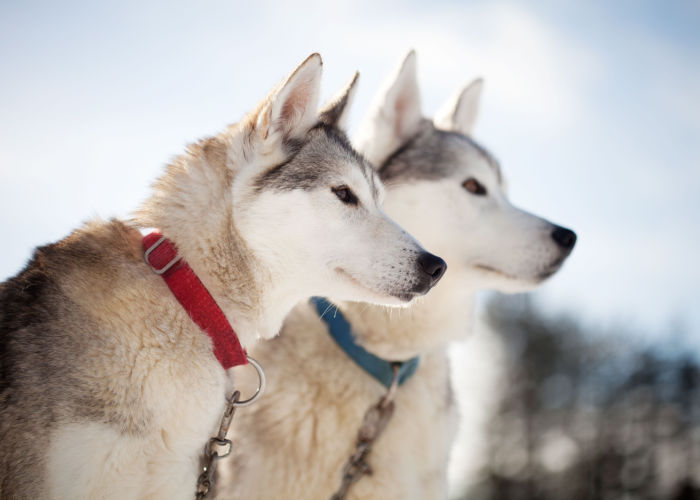 alaskan husky breed price 