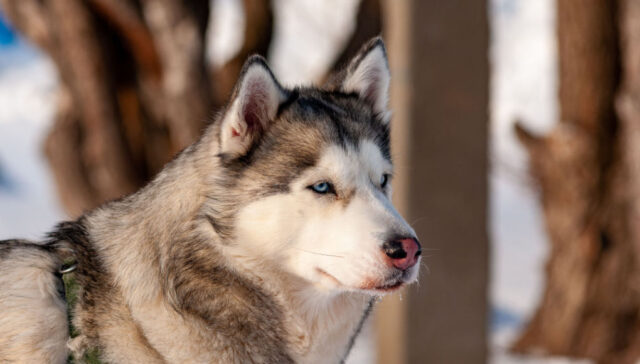 alaskan husky breed price