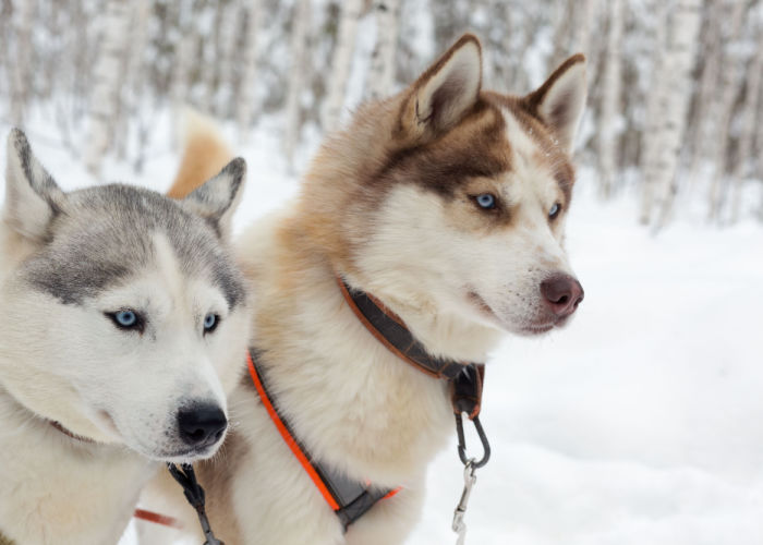 alaskan husky cost