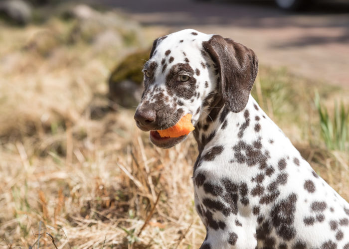 are carrots good for dogs 