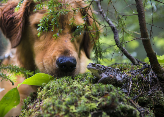 are frogs poisonous to dogs