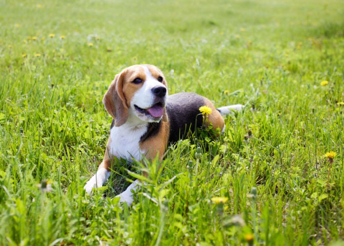 Beagle dog lying on the grass