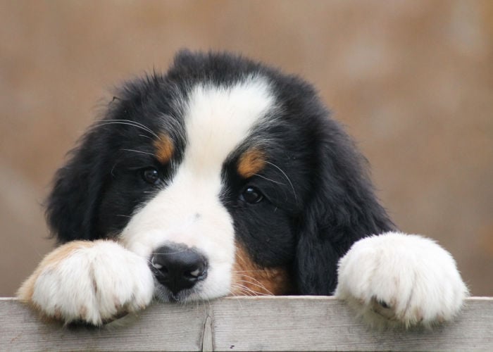 bernese mountain dog cool names starting with K