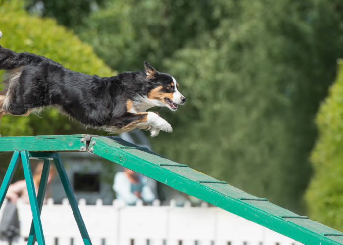 best dog parks in the US for agility training