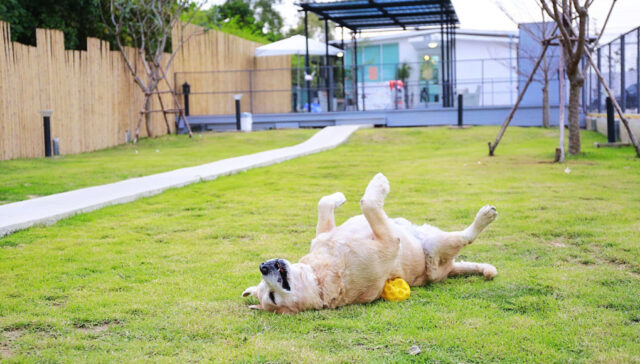 best indoor dog parks in the US