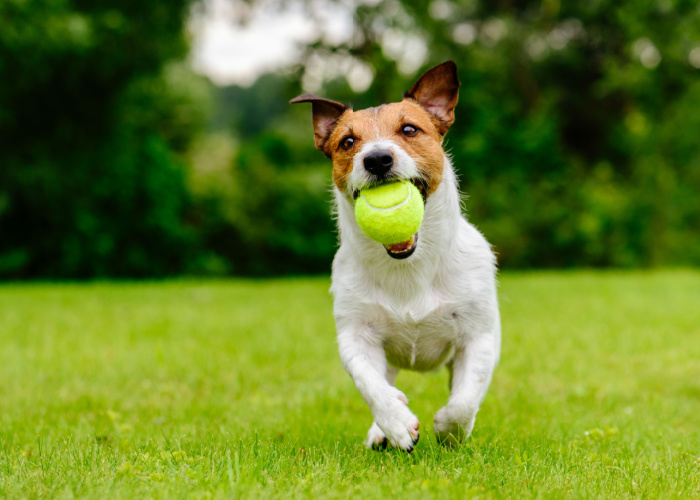 best way to exercise your dog catching tennis ball