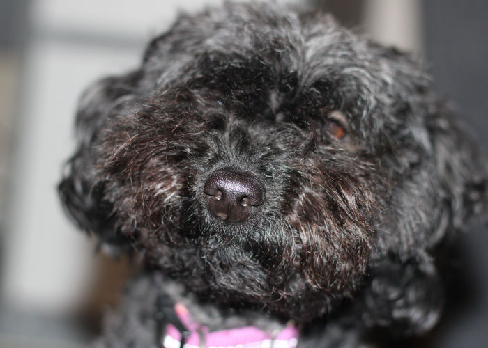 black jack russell and poodle mix