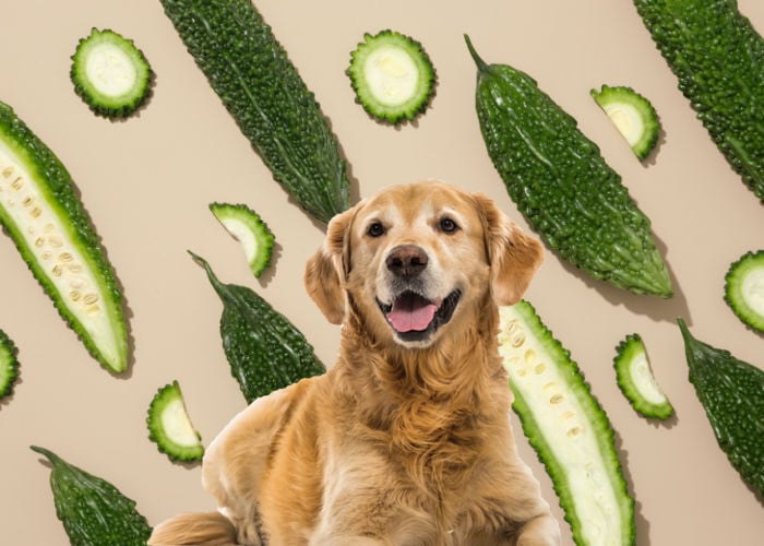 can dogs eat bitter gourds how many should dogs get