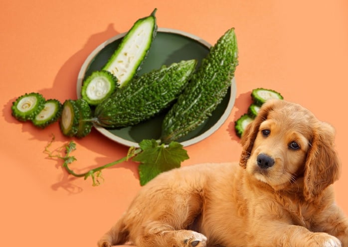 can dogs eat bitter gourds