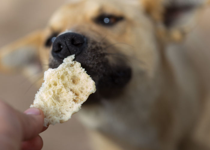 can dogs eat bread 