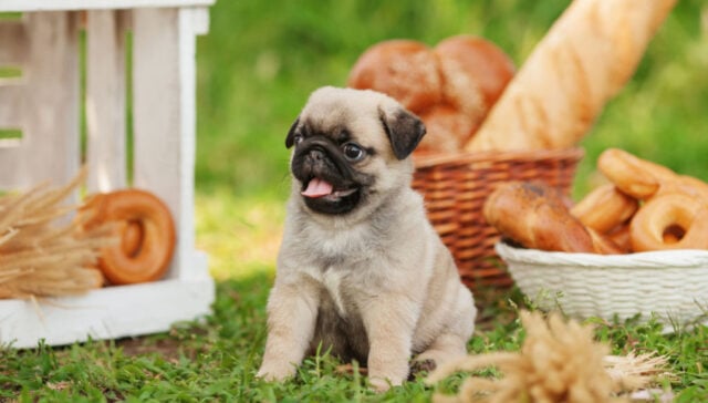 can dogs eat bread