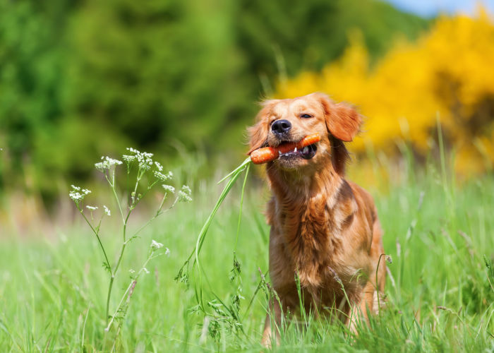 can dogs eat carrots 