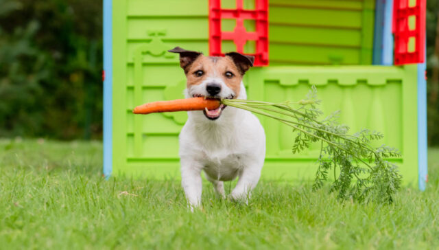 can dogs eat carrots