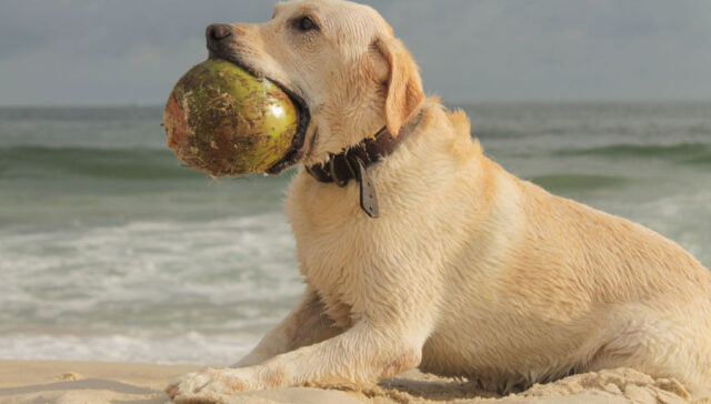 can dogs eat coconut