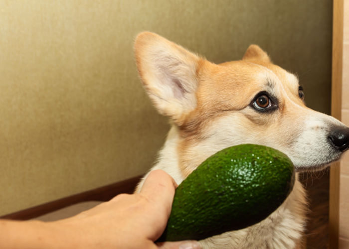 can dogs eat guacamole