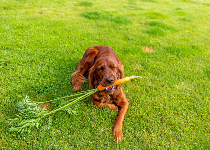 can dogs eat raw carrots