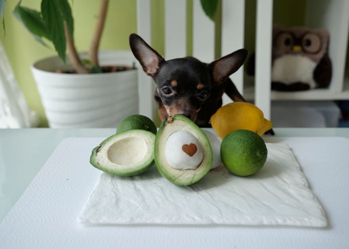 can dogs have avocado