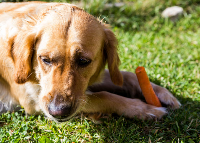 can dogs have carrots