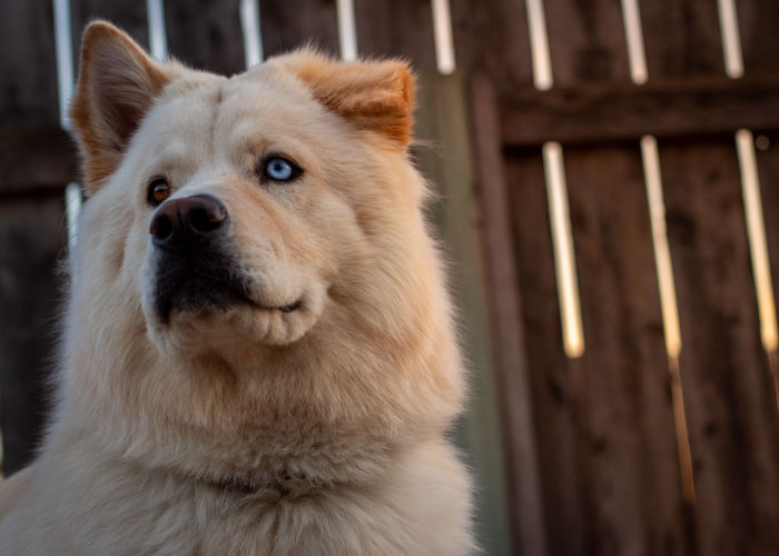 chow chow husky mix