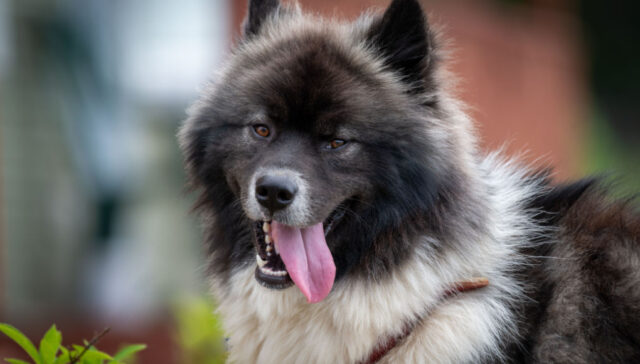 chusky dog breed profile