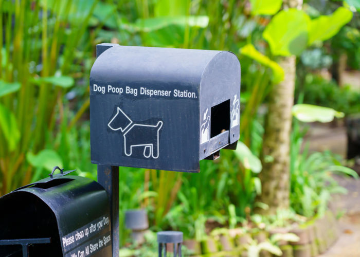 common mistakes dog owners make in dog parks forgetting to bring poop bags