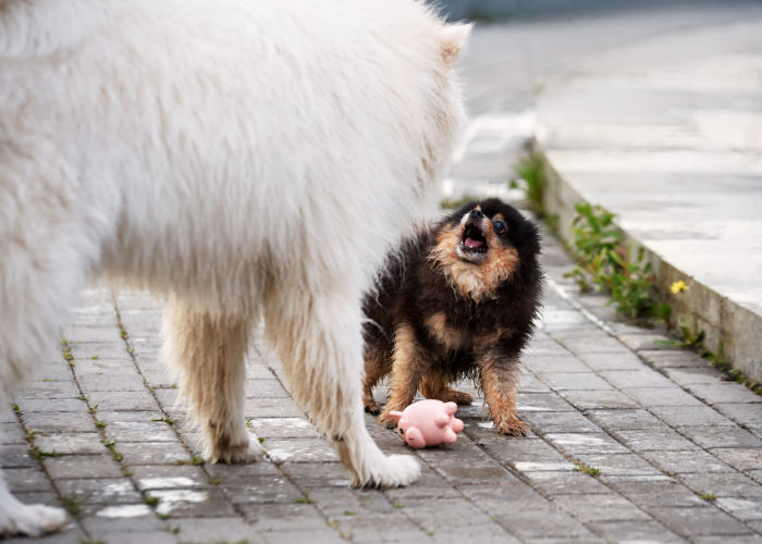 common mistakes dog owners make in dog parks