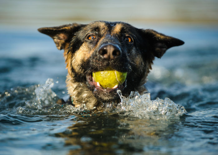 dangers of saltwater ingestion in dogs