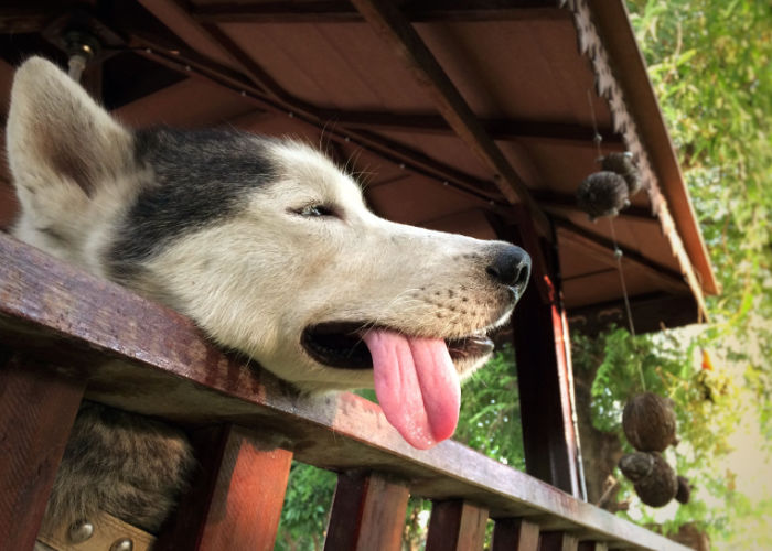 dog heavy panting from heatstroke