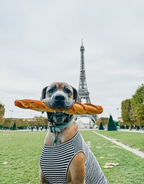 dog in Europe