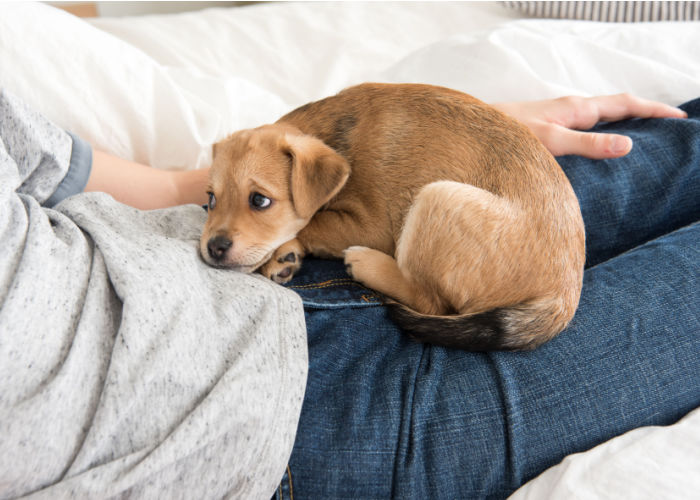 dog smelling in crotch area trained