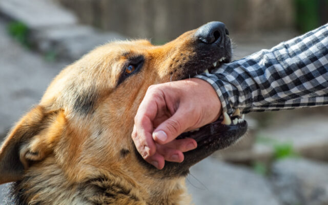 dogs attack a man