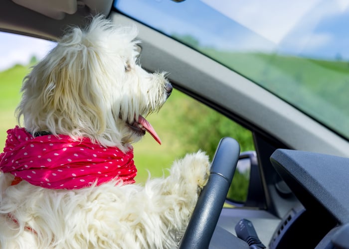 driver switches seat with dog