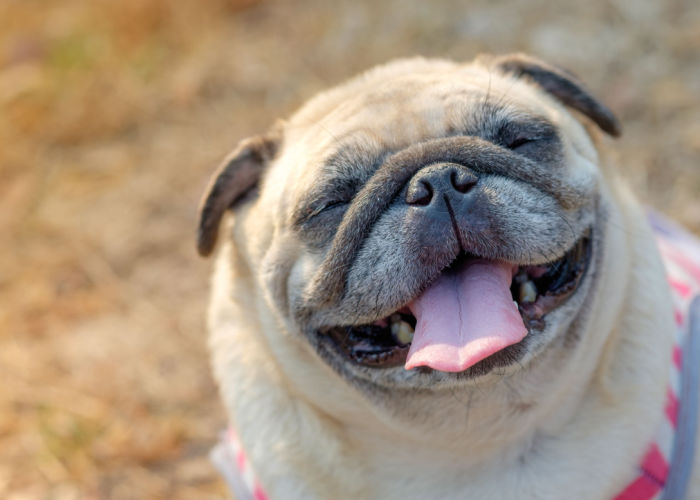 Smiling pug with a name that starts with J