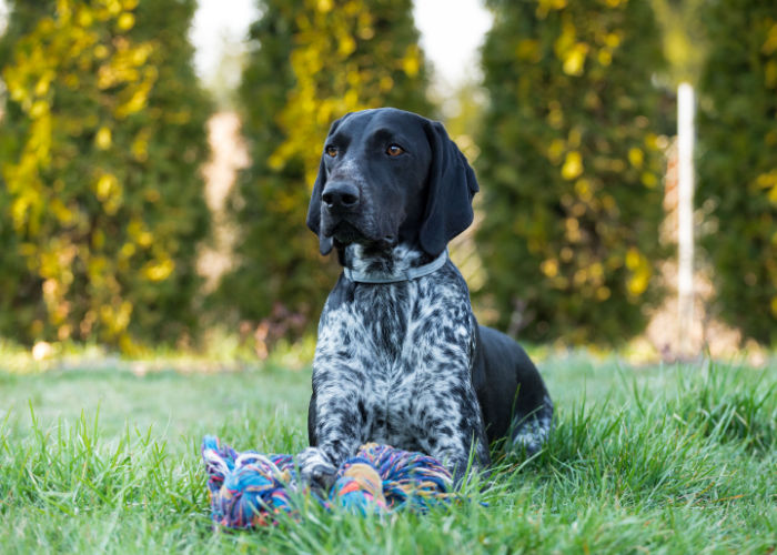 first time dog owner mistakes bringing dogs that have resource-guarding problems