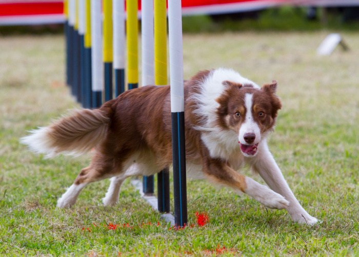 fun activities for dogs agility courses