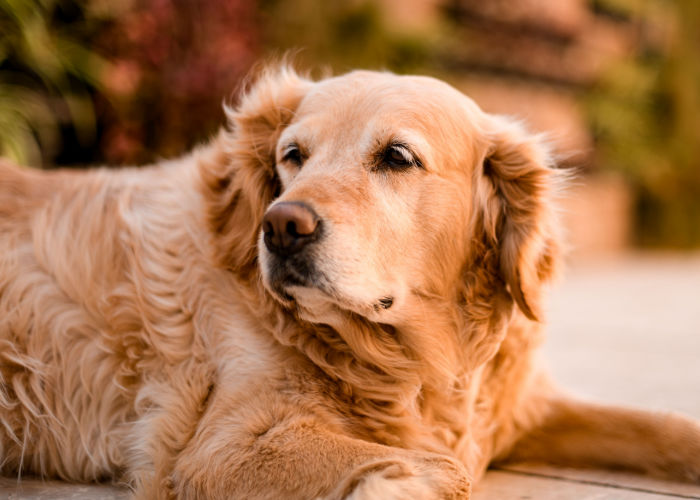 golden retriever dog breed