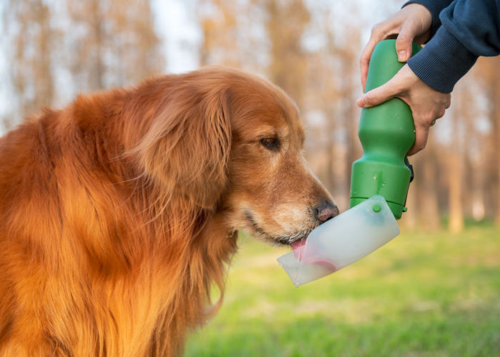 golden retriever drinking from a water bottle