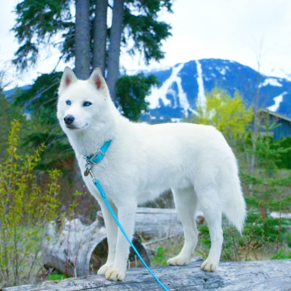 how much is a white husky with blue eyes