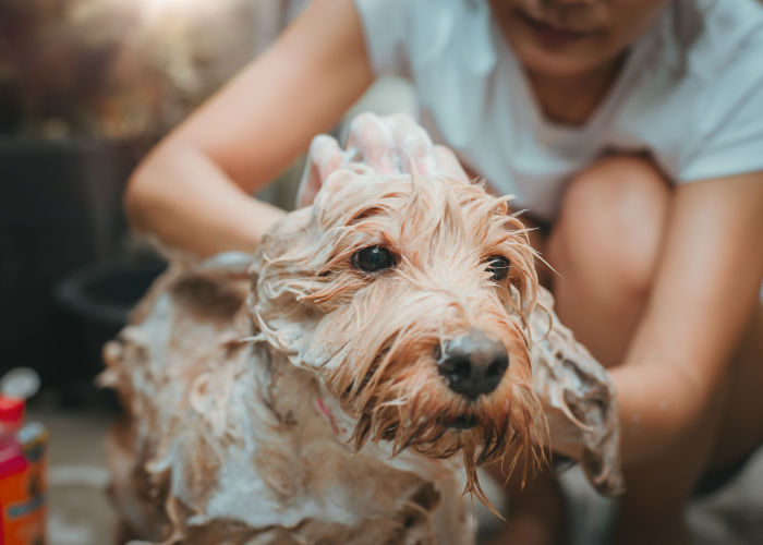 how to groom a Boxerdoodle dog