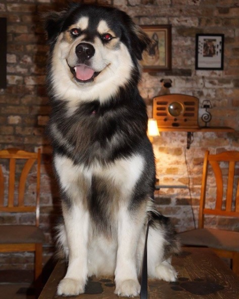 husky retriever mix