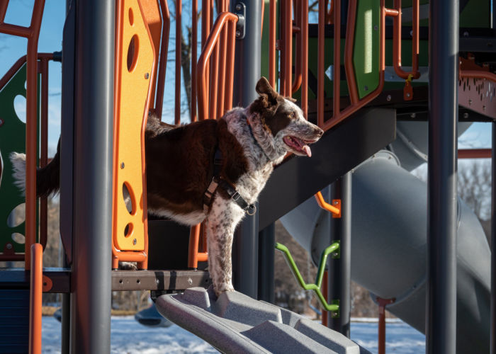 indoor play park for dogs