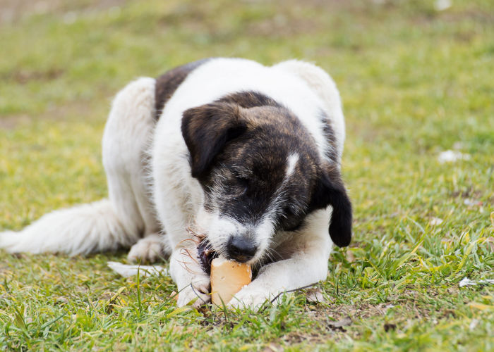 is bread good for dogs