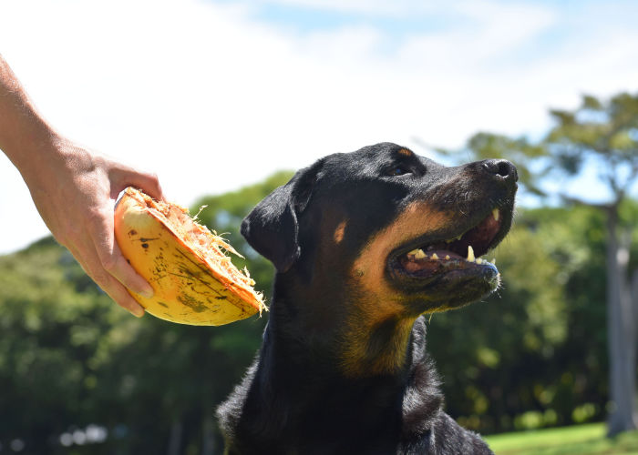 is coconut bad for dogs