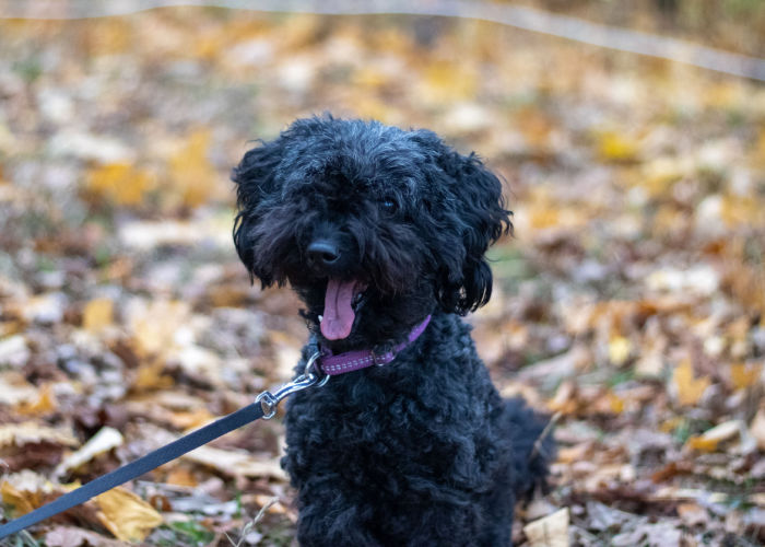 jack russell and poodle mix